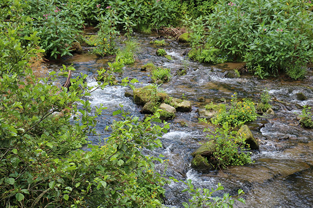 Landhotel Sennerhütte Gohrisch - Sächsischen Schweiz