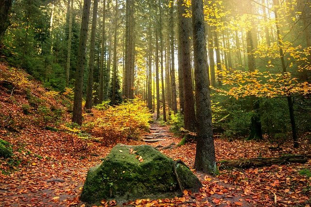 Landhotel Sennerhütte Gohrisch - Sächsischen Schweiz